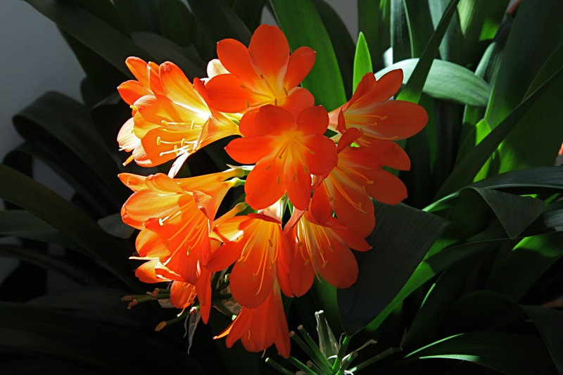 Clivia verzorging, Clivia plant, Clivia's bloei, vermeerdering, onderhoud, water geven